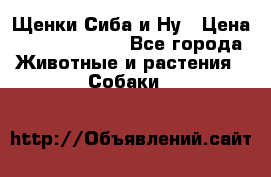 Щенки Сиба и Ну › Цена ­ 35000-85000 - Все города Животные и растения » Собаки   